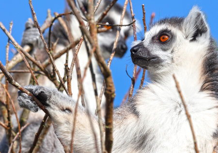 Lemur Catta (Lemur) in it's natural habitat