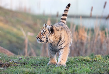 Junior amour tiger on the green grass - Large dangerous catの写真素材