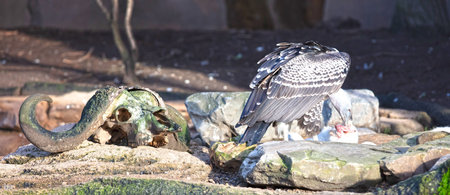 Black vulture (Coragyps atratus) eating a white rabbitの写真素材