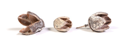 Open old seeds, isolated on a white background