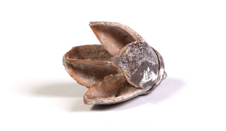 Open old seed, isolated on a white background