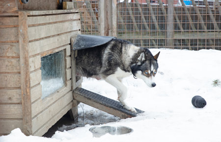 Husky dog in a wooden kennel in the snow, Laplandの写真素材