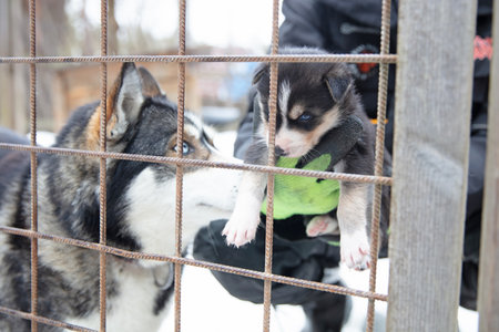 Husky puppy in Finland, waiting in a kennel, selective focusの写真素材
