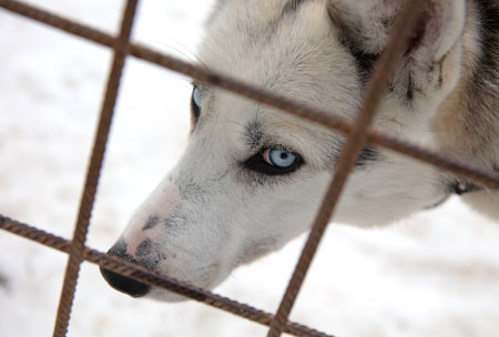 Husky dog in Finland, waiting in a kennel, selective focusの写真素材