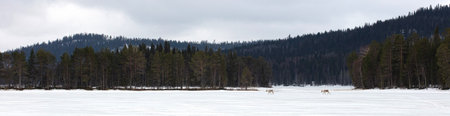 Reindeer crossing a frozen lake, farming in Finland, selective focus