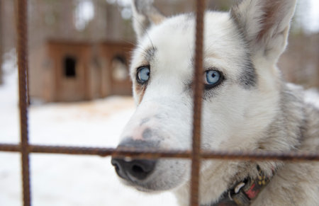 Husky dog in Finland, waiting in a kennel, selective focusの写真素材
