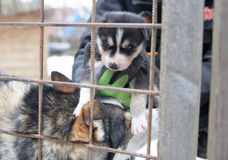 Husky puppy in Finland, waiting in a kennel, selective focusの写真素材