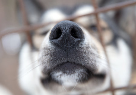 Husky dog in Finland, waiting in a kennel, selective focusの写真素材