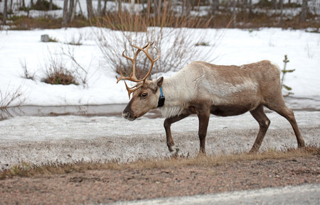Closeup of a reindeer wearing a GPS collar in Finland, selective focusの写真素材
