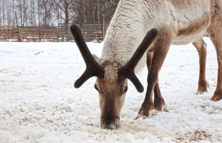 Reindeer on a farm, farming in Finland, selective focus