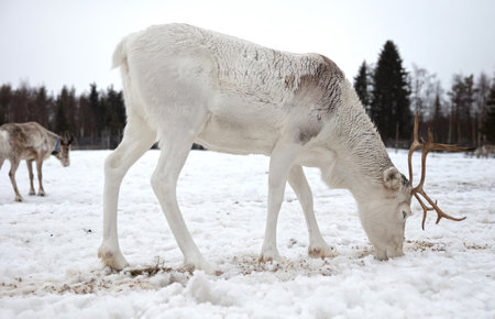 Reindeer on a farm, farming in Finland, selective focusの写真素材