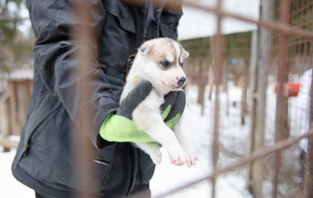 Husky puppy in Finland, waiting in a kennel, selective focusの写真素材