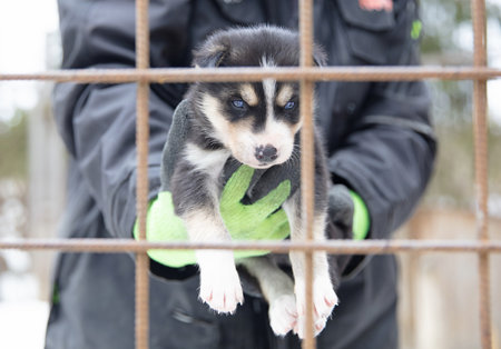 Husky puppy in Finland, waiting in a kennel, selective focusの写真素材