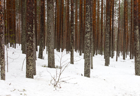 Natural forest view in Finland in winter, almost spring
