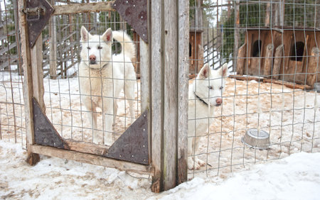 Husky dog in Finland, waiting in a kennel, selective focusの写真素材