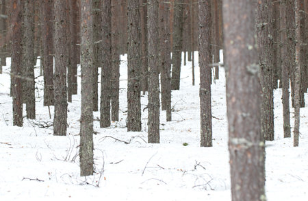 Natural forest view in Finland in winter, almost springの写真素材