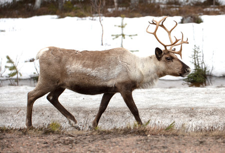 Closeup of a reindeer in Finland, selective focusの写真素材