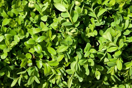 detailed shot of small leafs for backgroundの写真素材