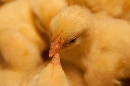 some small newborn yellow chick over others