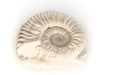 ammonite - parawedekindia, fossil from Jurassic or Cretaceousの写真素材