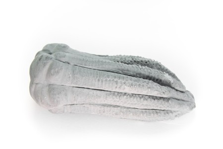 fossil of triassic encrinurus detailed macro shotの写真素材