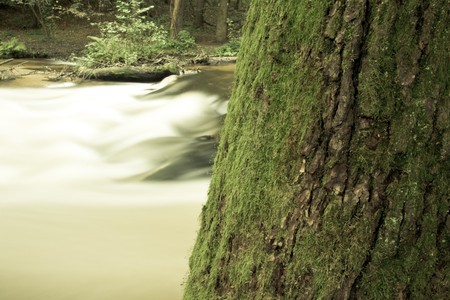 close up on a tree and river with waterfall on second