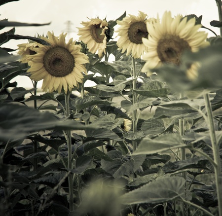 sunflower in a sunny day during summerの写真素材