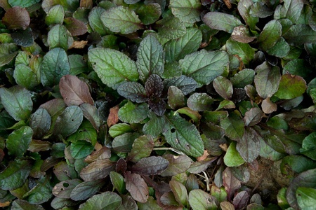 photo of ajuga reptans during summer season
