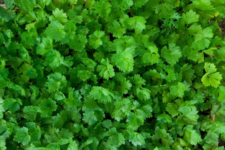 close up of small celery growing inside a greenhouseの写真素材
