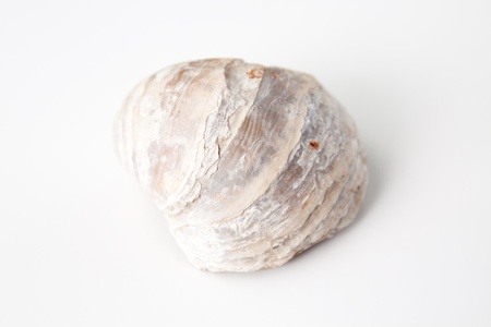isolated over white macro photo of shell fossilの写真素材