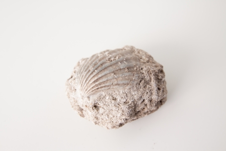 isolated over white macro photo of shell fossilの写真素材