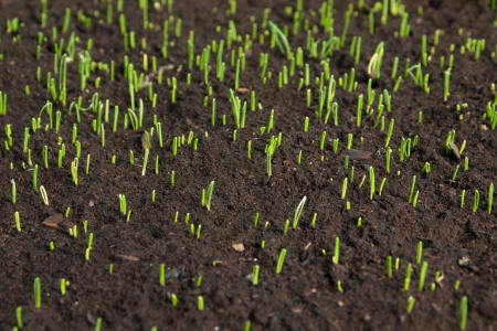 some small plants growing inside of a greenhouseの写真素材