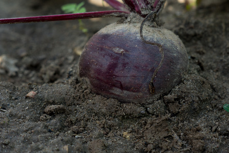 macro photo of red beet growing in the field