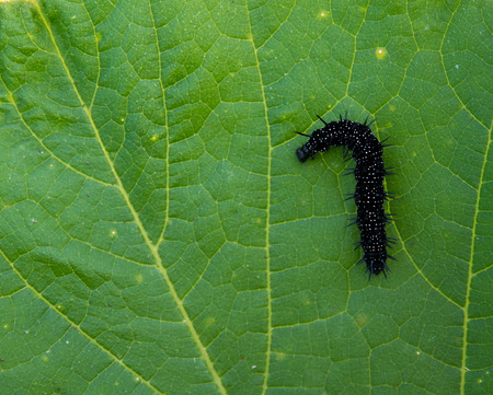 macro photo of black caterpillar on a green leafの写真素材