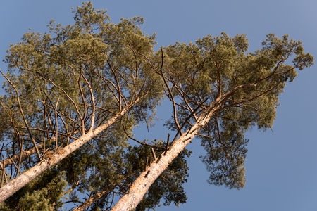 pine trees during winter time over clear blue skyの写真素材