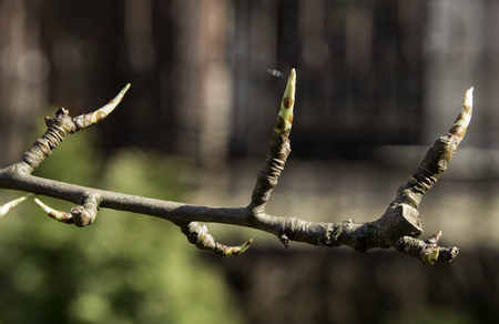 extreme close up of buds of pineapple during early springの写真素材