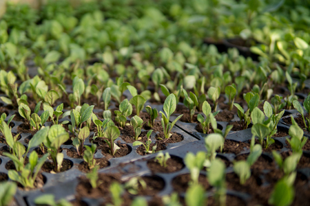 extreme close up of small plants growing inside of a greenhouseの写真素材