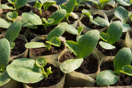 extreme close up of a small cucumber growing inside of a greenhouse at beggining of springの写真素材