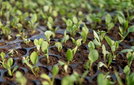 extreme close up of small plants growing inside of a greenhouseの写真素材
