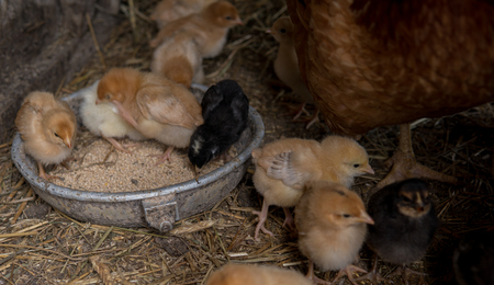 close up of colorfull newborn chickens with their mother eating forageの写真素材