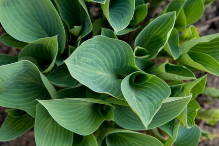 detail of hosta leafs at beginning of springの写真素材