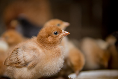 close up of colorfull newborn chickens with their mother in a chicken coopの写真素材
