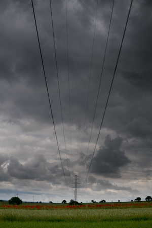 rural landscape with power lines and red weed growing on the filed with green wheatの写真素材