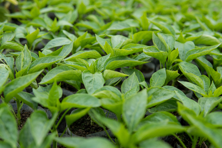 macro photo of small seedlings of pepperの写真素材