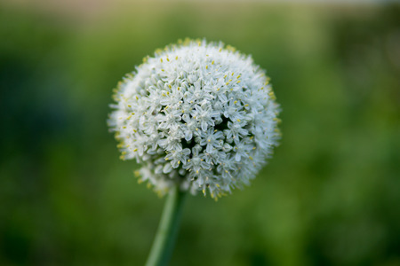 extreme close up of garlic flower in white colorの写真素材
