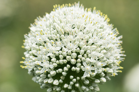 extreme close up of garlic flower in white colorの写真素材
