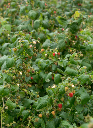 red raspberry growing on a plant during summer