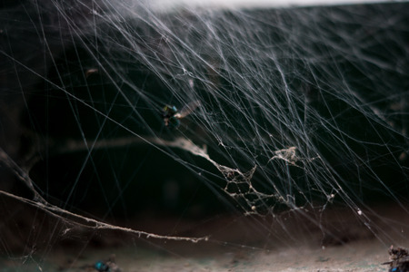 macro photo of some old spider web with dead fliesの写真素材
