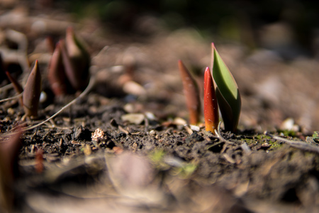 close up of small seedlings growing from the ground during early springの写真素材