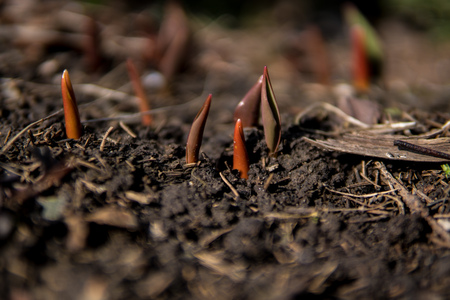 close up of small seedlings growing from the ground during early spring